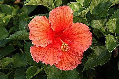 外媒爆料称《辐射76》开发时间紧张 管理不善